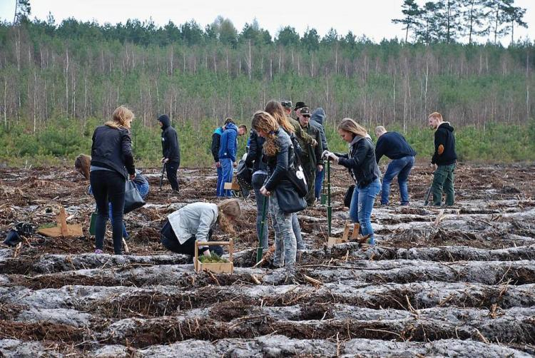 „Lasy pełne energii" w Łódzkiem. Źródło: Lasy Państwowe
