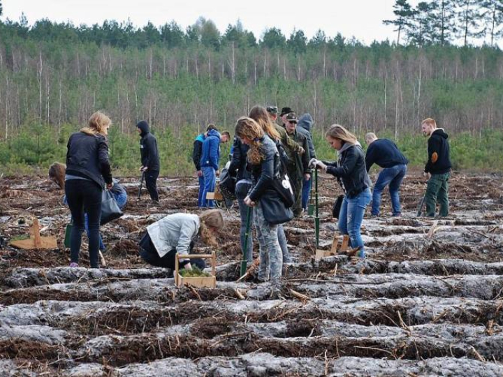 „Lasy pełne energii" w Łódzkiem. Źródło: Lasy Państwowe